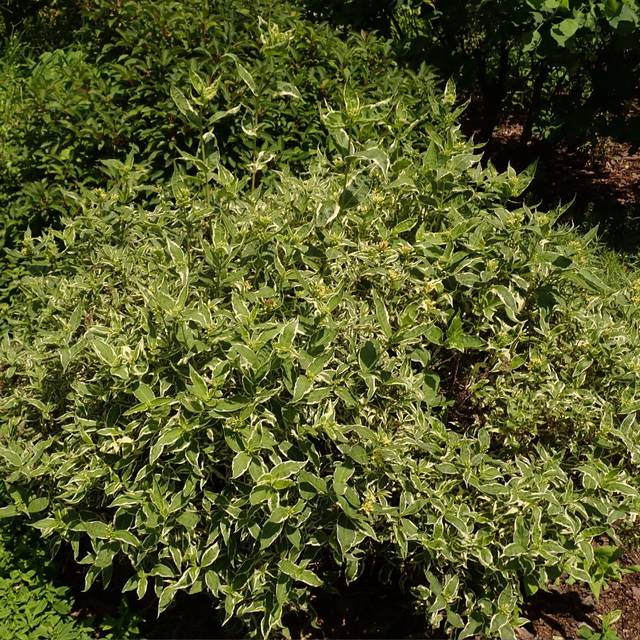 Diervilla sessilifolia 'Cool Splash®' (Salicyna / wikimedia.org)