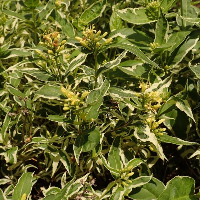 Diervilla sessilifolia 'Cool Splash®' (Salicyna / wikimedia.org)
