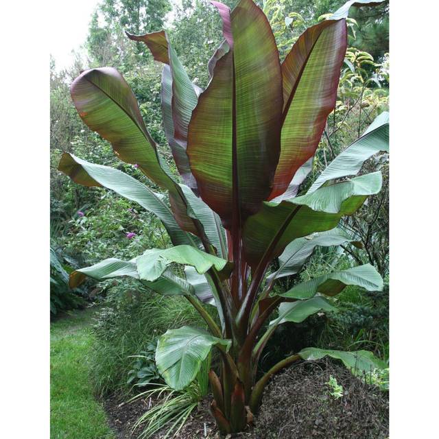 Bananier rouge d’Abyssinie - Ensete ventricosum 'Maurelii' (Gardening Solutions / flickr.com)