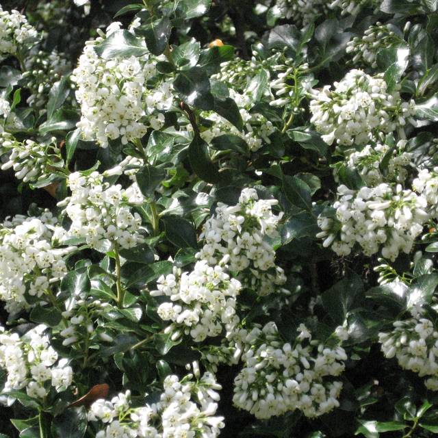 Escallonia 'Iveyi' (A. Barra / wikimedia.org)