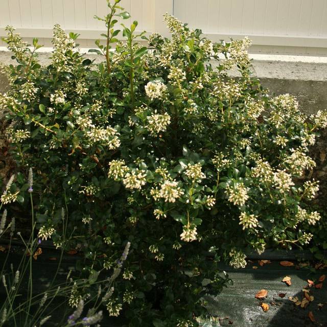Escallonia 'Iveyi' (mariesophie Bock Digne / flickr.com)