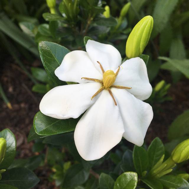 Gardenia jasminoides Kleim's Hardy (Scott Zona / flickr.com)
