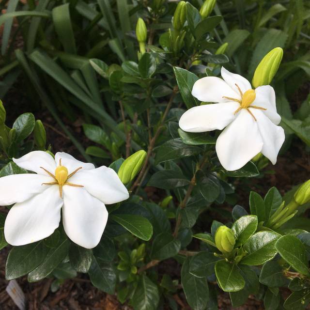 Gardenia jasminoides Kleim's Hardy (Scott Zona / flickr.com)