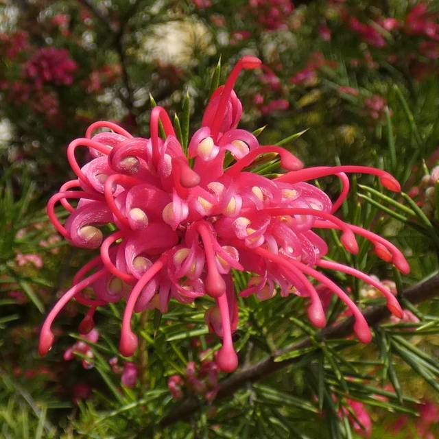 Grévillée à feuilles de genévrier - Grevillea juniperina (Cassiopée2010 / flickr.com)