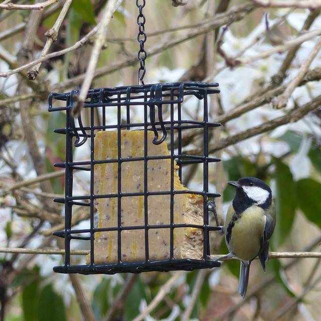Mésange picorant un bloc de graisse sur une mangeoire métal (X.G. / Gerbeaud.com)