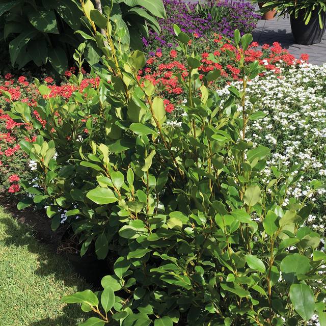 Griséline du littoral - Griselinia littoralis Redge 'COV' (GLOBE PLANTER)