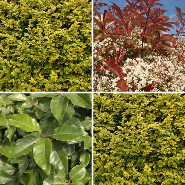 Kit de haie décorative toute l'année - Photinia, Troène, Elaeagnus