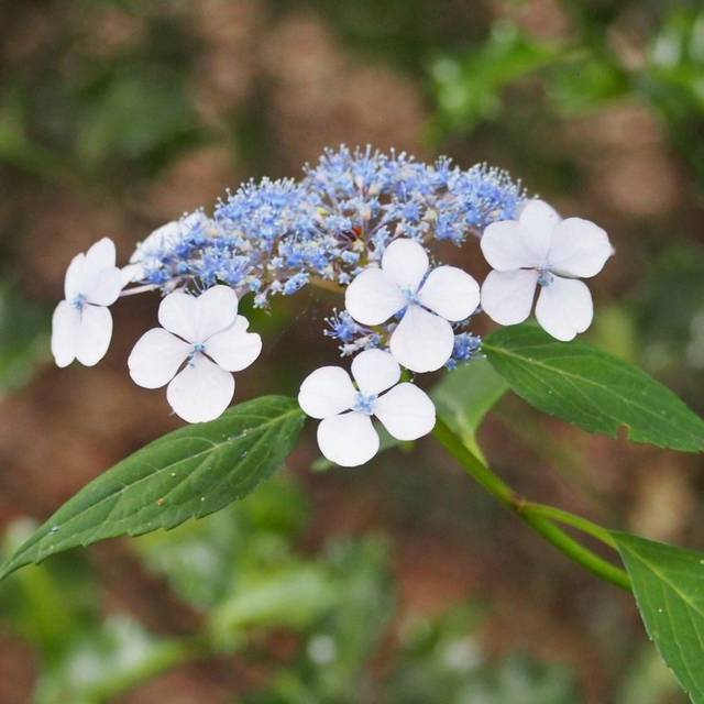 Hortensia japonais 'Blue Bird' - Hydrangea serrata (Agnieszka Kwiecie?, Nova / wikimedia.org)