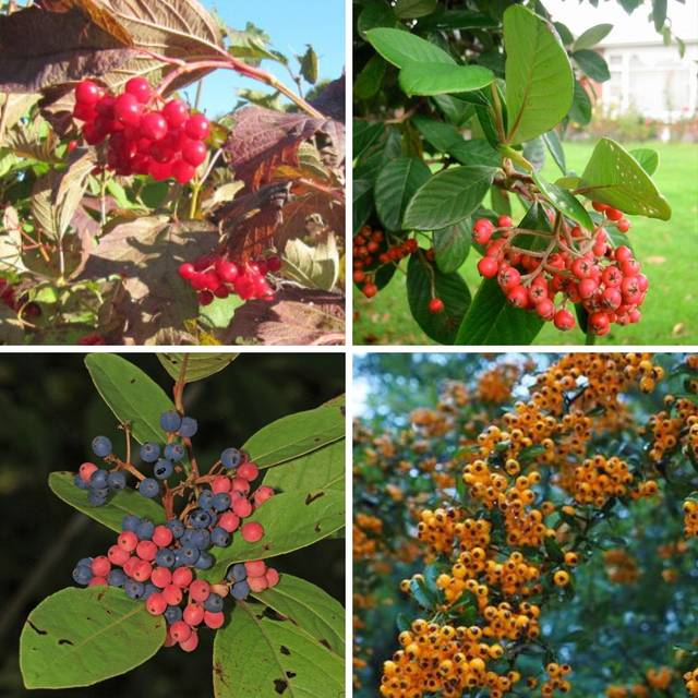 Kit de Haie - Oiseaux - Pyracantha, Aronia, Viorne et Cotoneaster