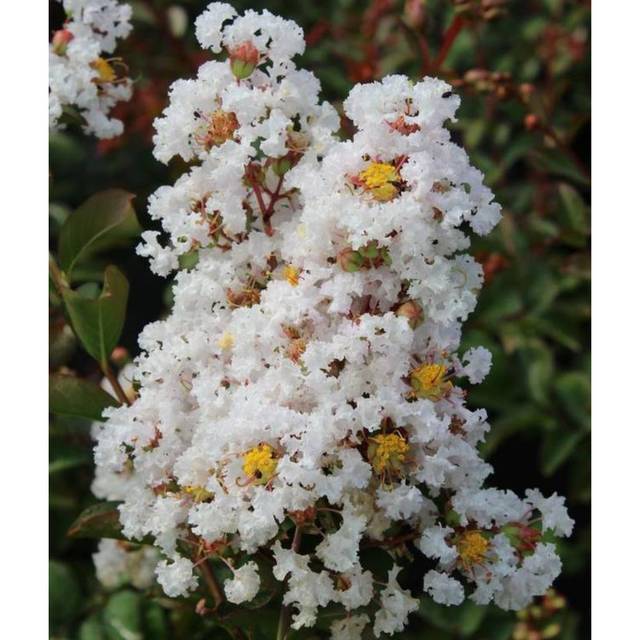 Lilas des Indes PAPILLONS BLANCS® (D.R. / pép. Desmartis)