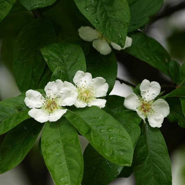 Néflier d'Allemagne - Mespilus germanica - Fleurs (Helga / pixabay.com)