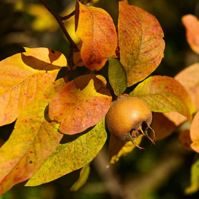 Néflier d'Allemagne - Mespilus germanica - Fruits et feuilles d'automne (Siala / pixabay.com)