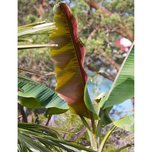Bananier du Sikkim Red Tiger - Musa sikkimensis 'Red Tiger' (Dan Kristiansen / flickr.com)