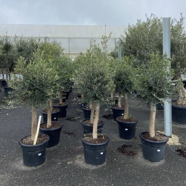 Olivier tige 20/30 Pot de 35 litres