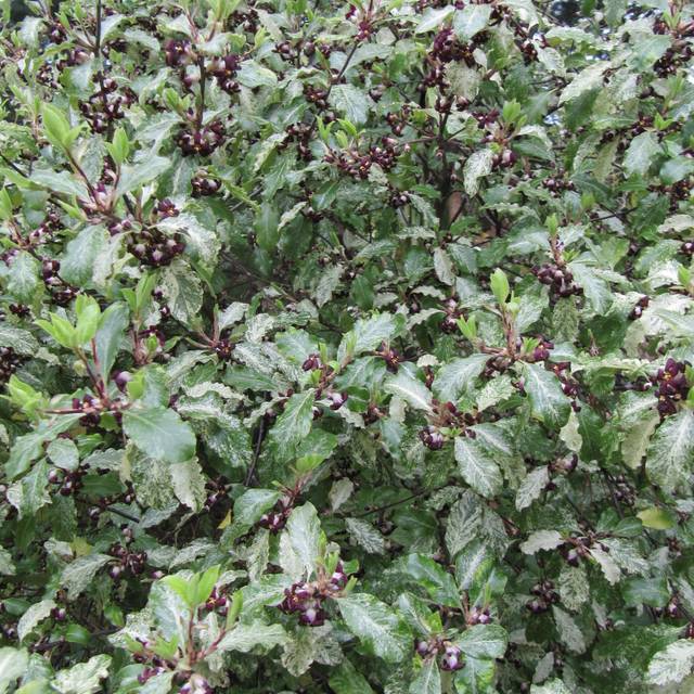 Pittosporum tenuifolium 'Irene Patterson' ( Leonora (Ellie) Enking / flickr.com)