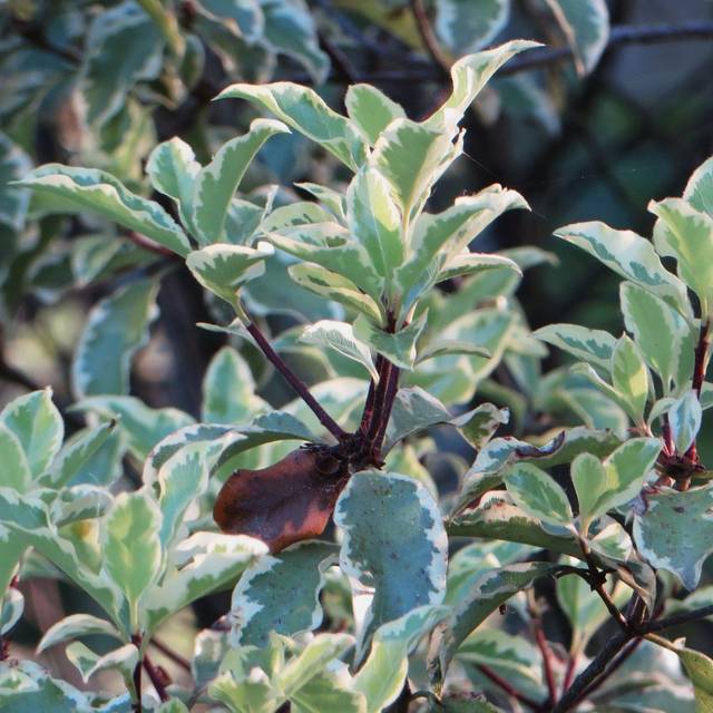 Pittosporum tenuifolium 'Variegatum' (Bernard Blanc / flickr.com)