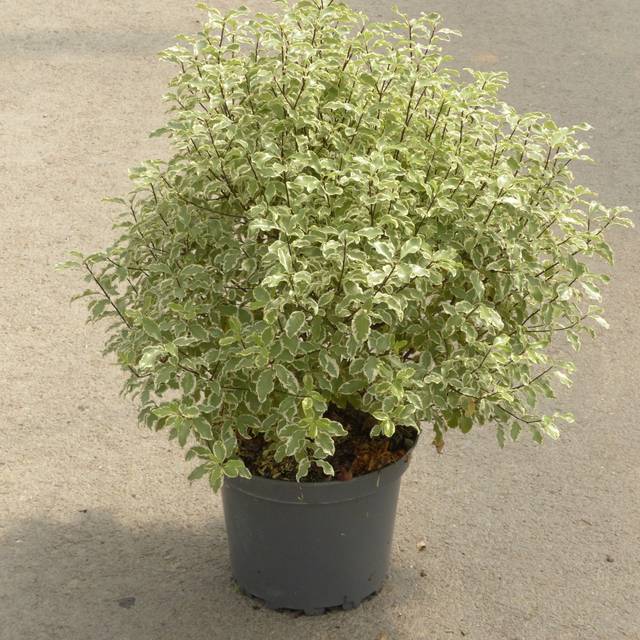 Pittosporum tenuifolium 'Variegatum' - pot de 7.5 litres