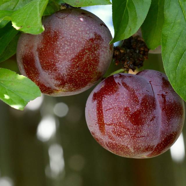 Pluot 'Purple Candy' (Nikita / flickr.com)