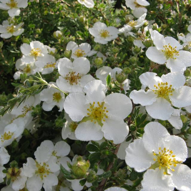 Potentille 'Abbotswood (Kingsbrae Garden / flickr.com)