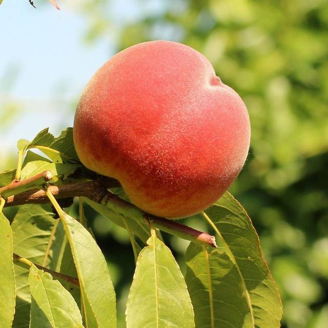 Pêcher 'Dixired' - fruits (Alicja / pixabay.com)