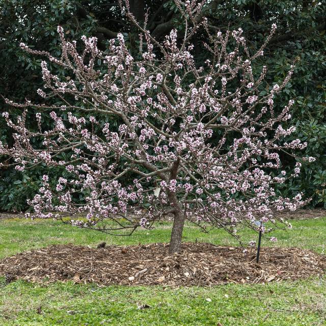 Pêcher nain 'Crimson'® - Arbre en fleurs (Puddin Tain / flickr.com)