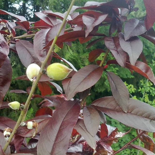 Pêcher nain 'Crimson'® - Arbre en fleurs (Señor Aluminio / wikimedia.org)