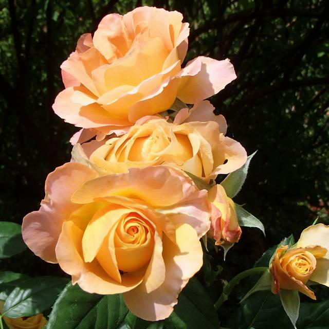 Rosier à grandes fleurs IBIZA ( bluefootedbooby / flickr.com)