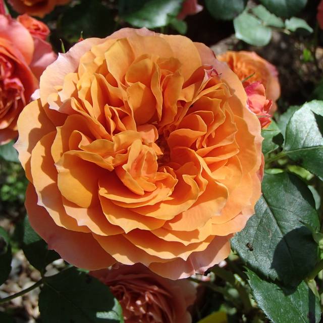 Rosier à grandes fleurs IBIZA (bluefootedbooby / flickr.com)