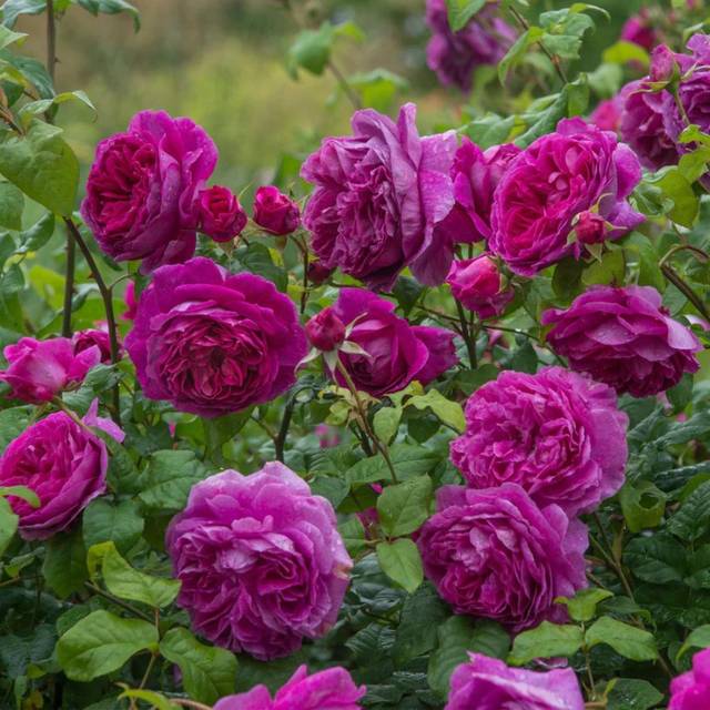 Rosier anglais Young Lycidas (David Austin)