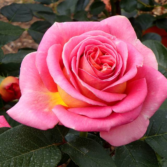 Rosier à grandes fleurs BROADWAY® ( bluefootedbooby / flickr.com)