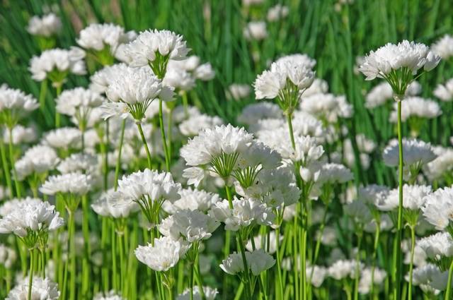 Ail du Liban au jardin sur fond d'herbe verte...