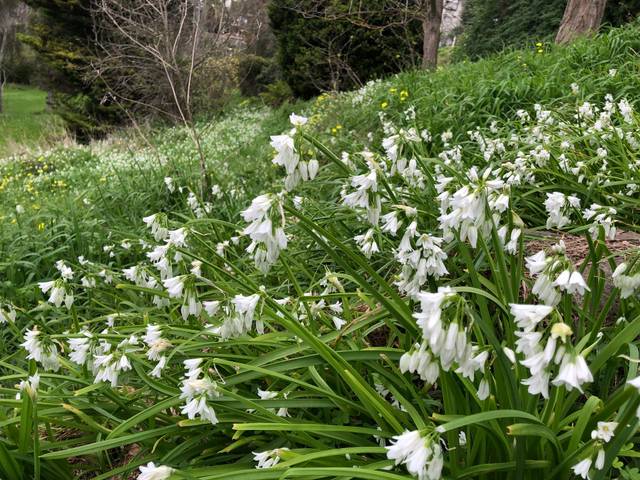 Allium triquetrum sous des arbres