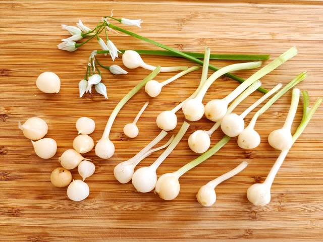 Allium triquetrum : bulbes et fleurs comestibles