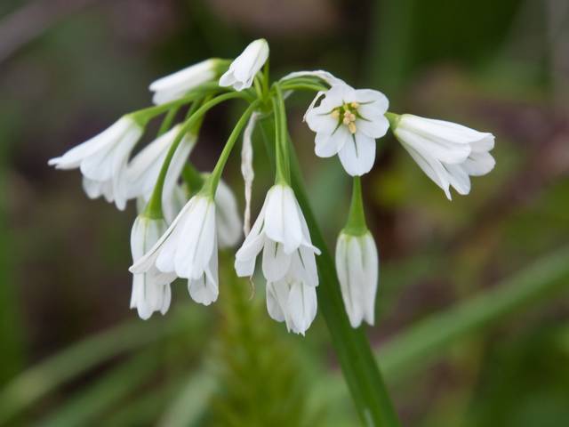 Allium triquetrum : fleurs