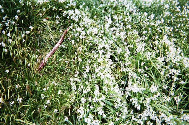 Allium triquetrum : tapis dense en milieu naturel