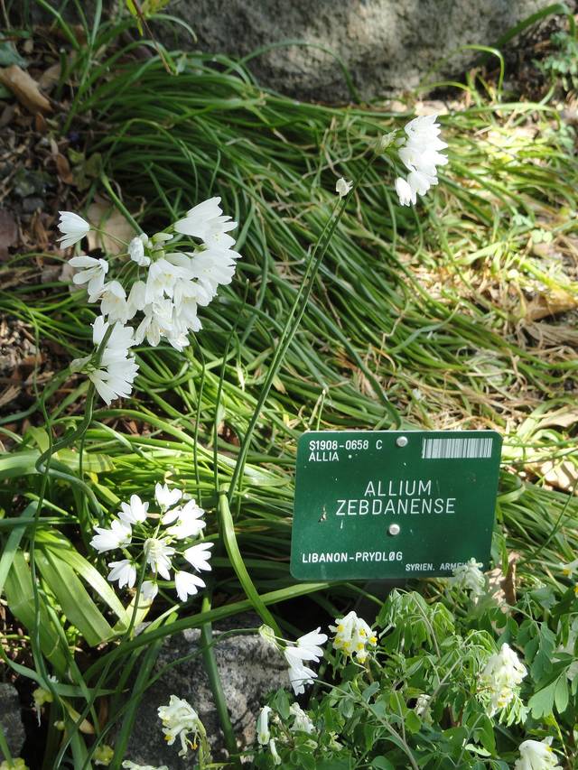 Allium zebdanense, ail du Liban