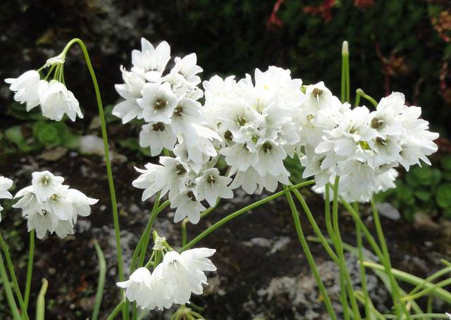 Allium zebdanense, ail du Liban : fleurs