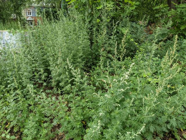 Artemisia annua, armoise annuelle