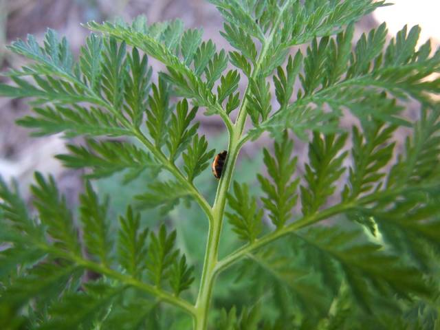 Artemisia annua