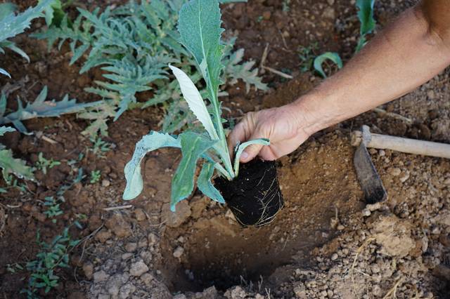 Plantation d'un plant d'artichaut au potager