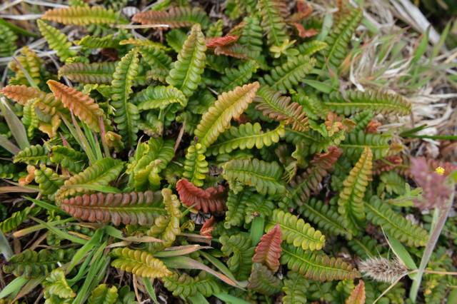 Blechnum penna-marina