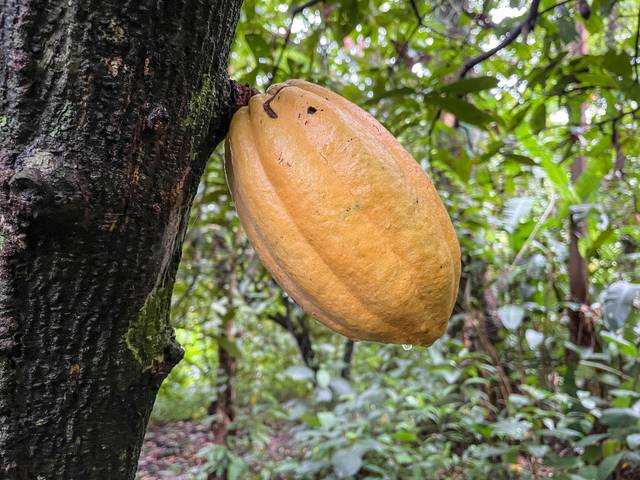 Le cacaoyer, un exemple de cauliflorie - yago1 8k | Photography / flickr.com