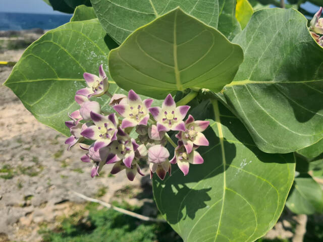 Calotropis procera, pommier de Sodome : fleurs