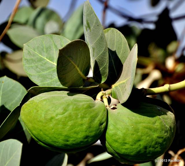 Calotropis procera, pommier de Sodome : fruits