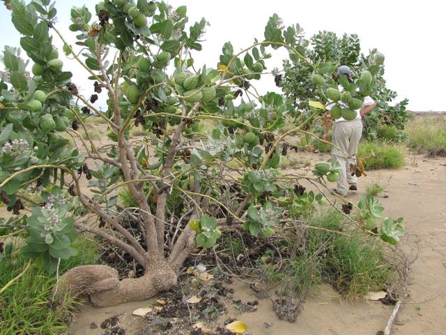Calotropis procera, pommier de Sodome