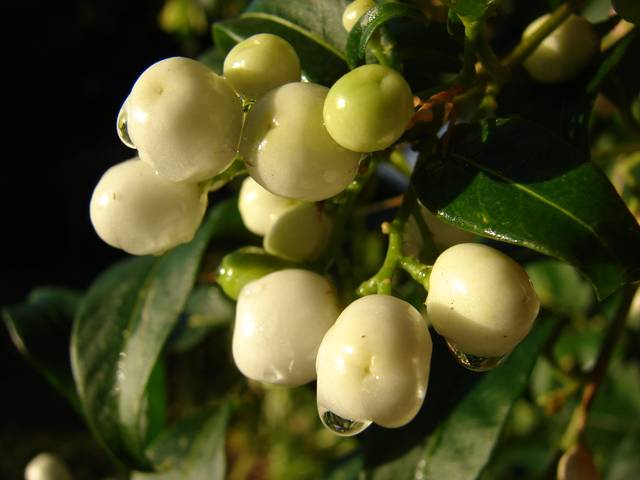 Cestrum nocturnum : baies toxiques