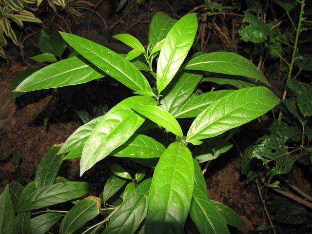 Cestrum nocturnum, galant de nuit : feuillage