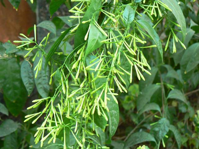 Cestrum nocturnum juste avant la floraison