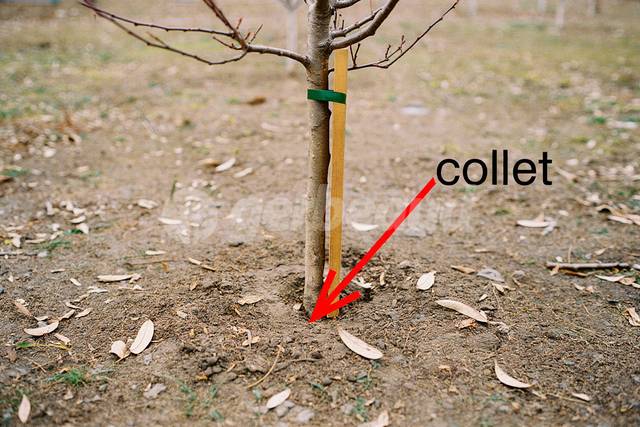 Emplacement du collet - arbre fruitier récemment planté