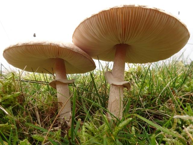 Coulemelle, lépiote élevée, Macrolepiota procera